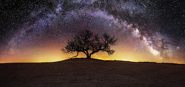 Tree of Wisdom by Aaron J Groen Tree of Wisdom by Aaron J Groen