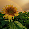 Harmonious 